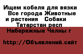 Ищем кобеля для вязки - Все города Животные и растения » Собаки   . Татарстан респ.,Набережные Челны г.